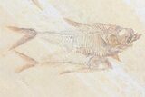 Beautiful Diplomystus Fossil Fish Cluster - Wyoming #84224-2